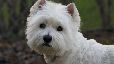 Westie photo