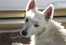 Westie over shoulder