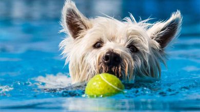 Westie swimming with ball