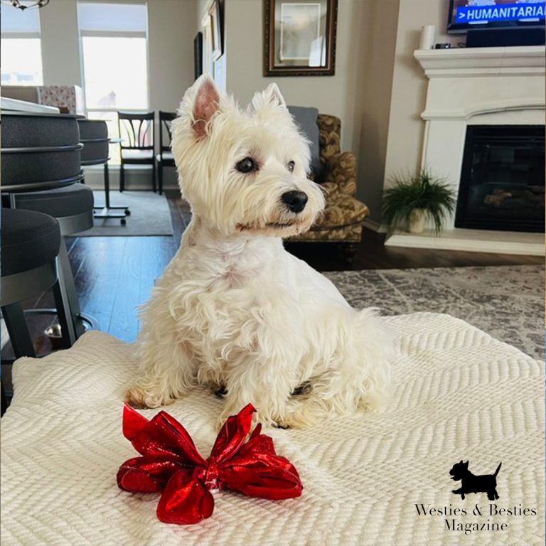 Westies & Besties Magazine | Community | Your Dogs: November