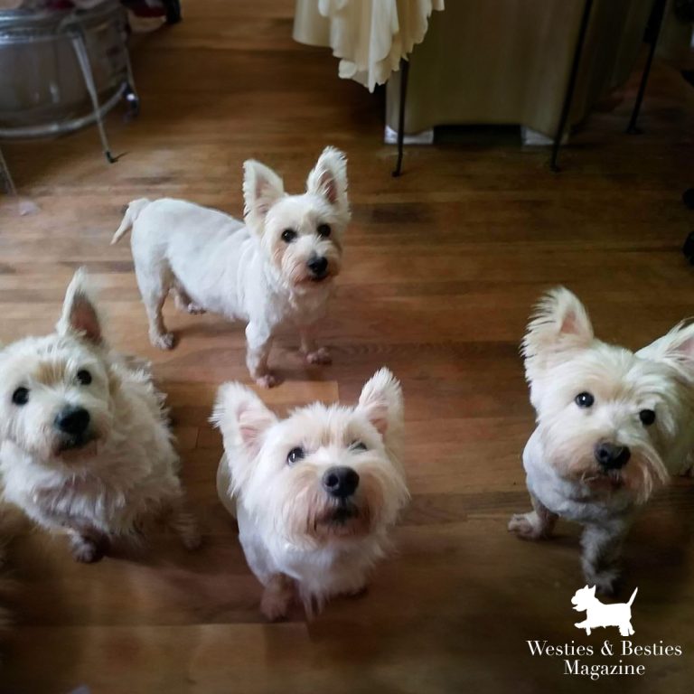 Westies & Besties Magazine | Community | Your Dogs: November