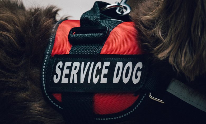 service dog