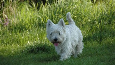 westie in grass