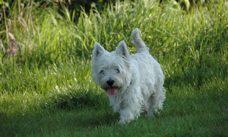 westie in grass