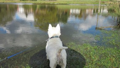 westie paddle