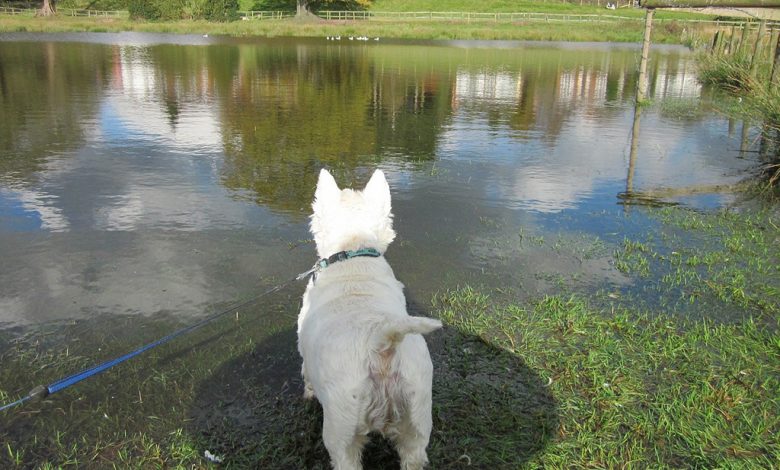 westie paddle