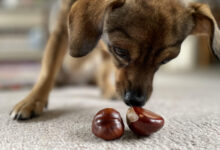 Conkers are poisonous and can be dangerous if ingested