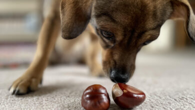 Conkers are poisonous and can be dangerous if ingested