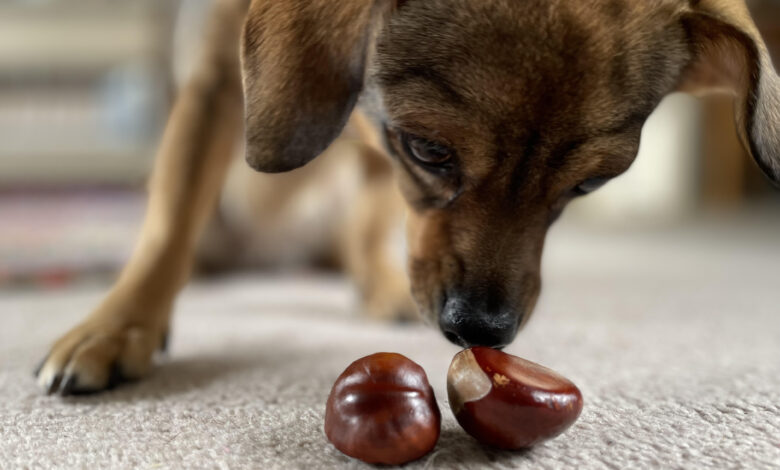 Conkers are poisonous and can be dangerous if ingested