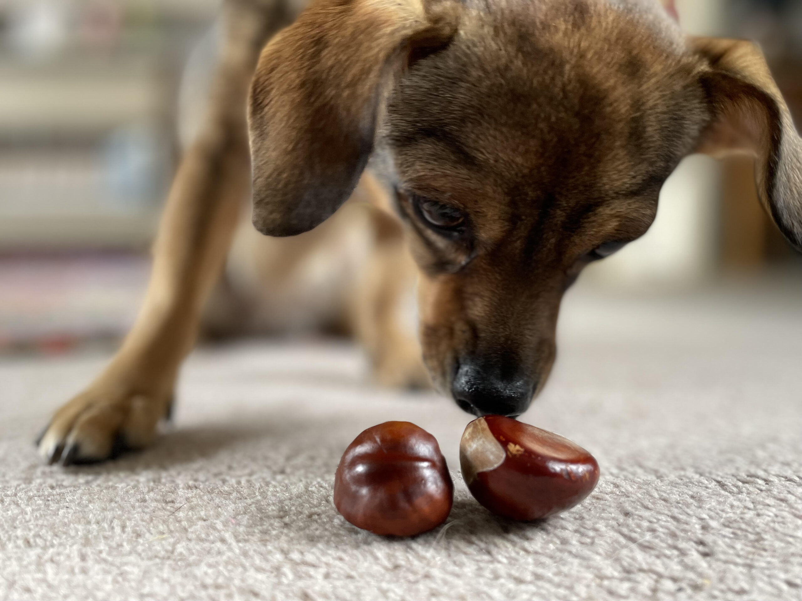 Conkers are poisonous and can be dangerous if ingested