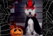 A PDSA expert has warned against dressing pets up this Halloween