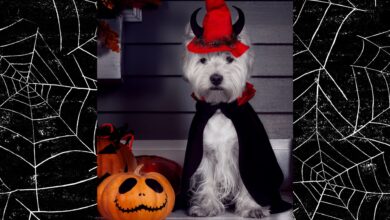 A PDSA expert has warned against dressing pets up this Halloween