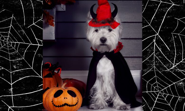 A PDSA expert has warned against dressing pets up this Halloween