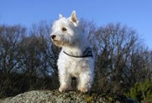 Mollie Kerr of Kelp Social shares ways to ensure your Westie and wildlife stay safe and happy this Halloween