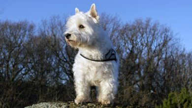 Mollie Kerr of Kelp Social shares ways to ensure your Westie and wildlife stay safe and happy this Halloween