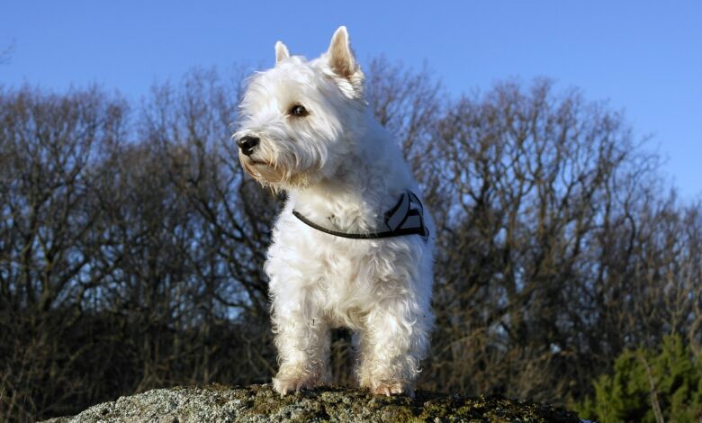 Mollie Kerr of Kelp Social shares ways to ensure your Westie and wildlife stay safe and happy this Halloween