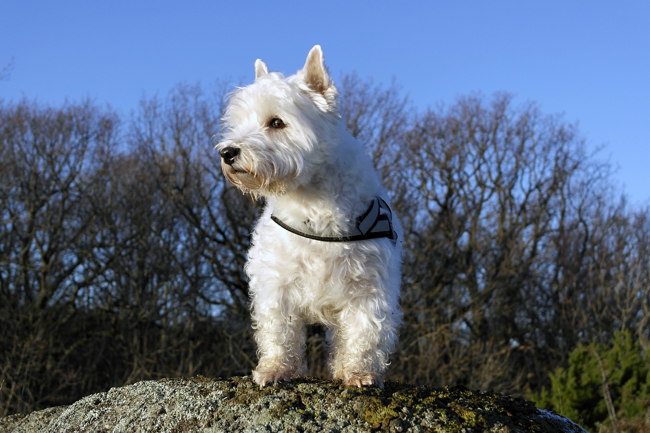 Mollie Kerr of Kelp Social shares ways to ensure your Westie and wildlife stay safe and happy this Halloween