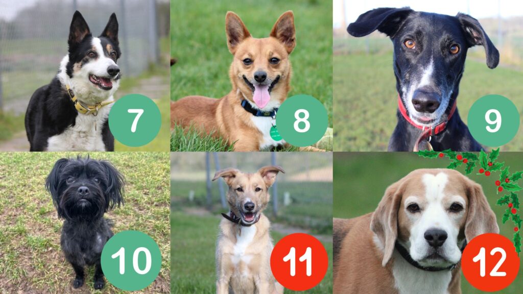 Could you give a home to one of these gorgeous dogs in 2025? 