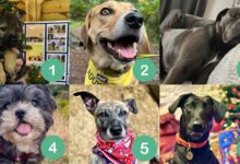 These adorable pups are looking for new homes in 2025