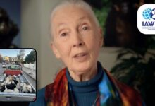 Jane Goodall is backing the IAWPC Morocco Dogs campaign