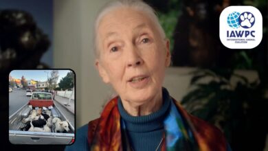 Jane Goodall is backing the IAWPC Morocco Dogs campaign