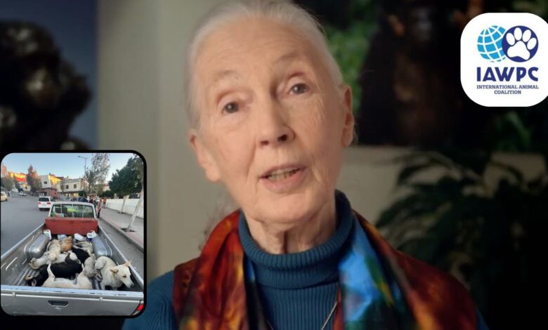 Jane Goodall is backing the IAWPC Morocco Dogs campaign