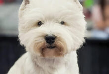 Getting the right grooming products for your Westie is important