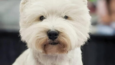 Getting the right grooming products for your Westie is important