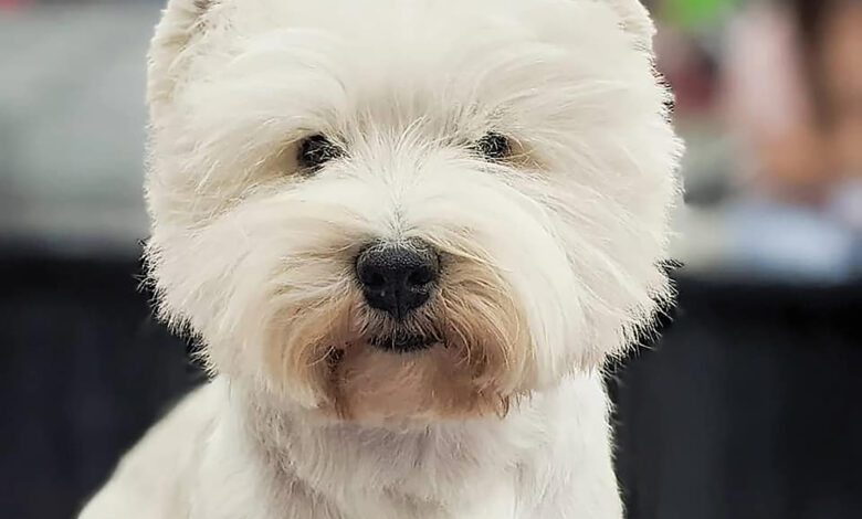 Getting the right grooming products for your Westie is important