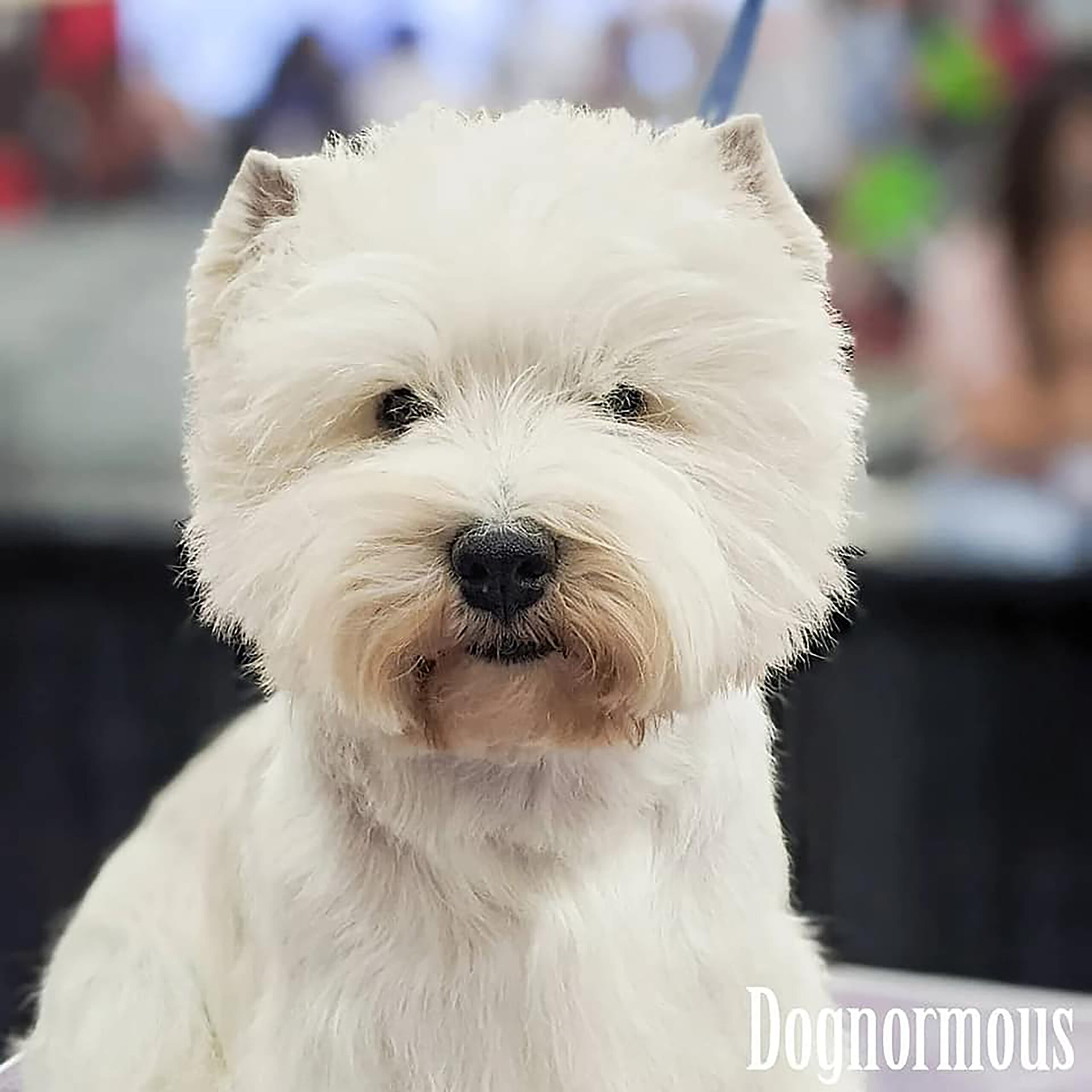 Getting the right grooming products for your Westie is important