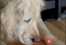 The PDSA has warned about the detrimental effects of laser pointers for dogs