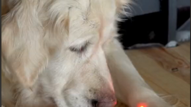 The PDSA has warned about the detrimental effects of laser pointers for dogs