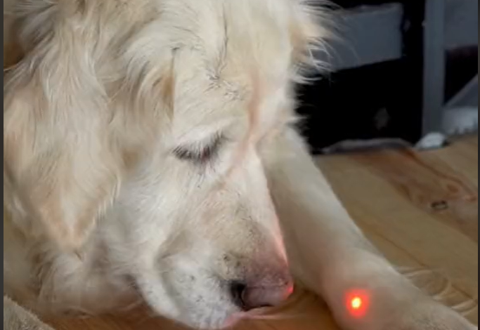 The PDSA has warned about the detrimental effects of laser pointers for dogs