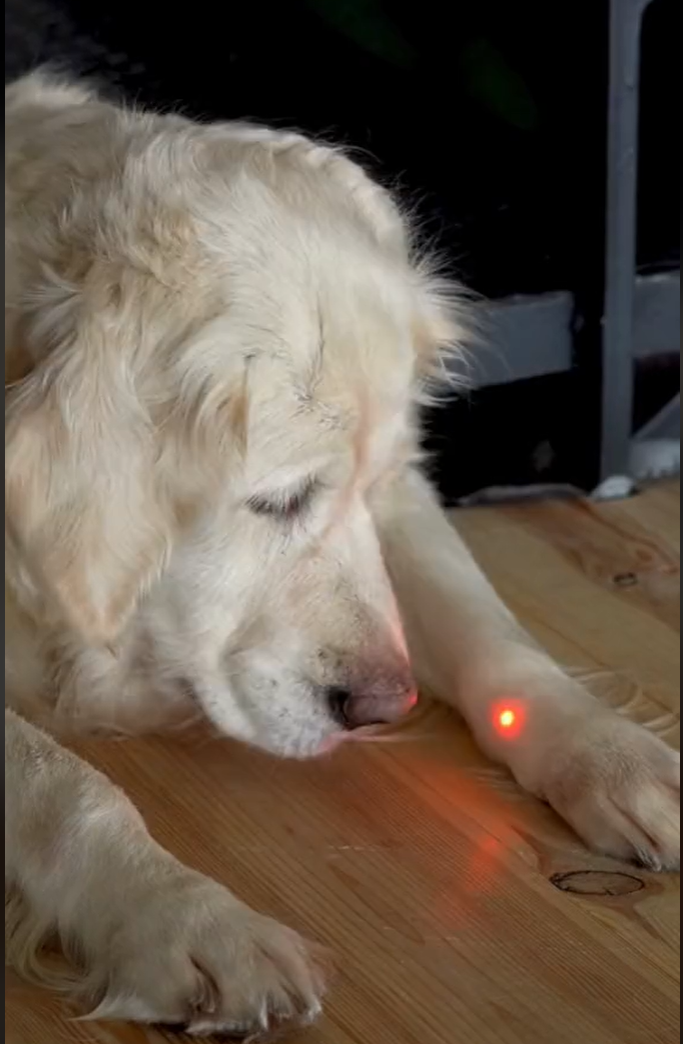 The PDSA has warned about the detrimental effects of laser pointers for dogs