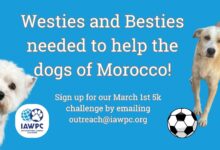 Westies and their besties needed to help the dogs of Morocco