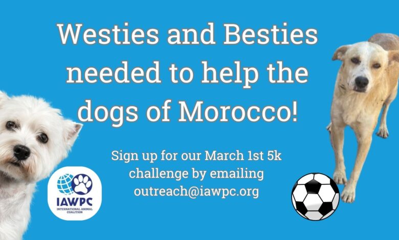 Westies and their besties needed to help the dogs of Morocco