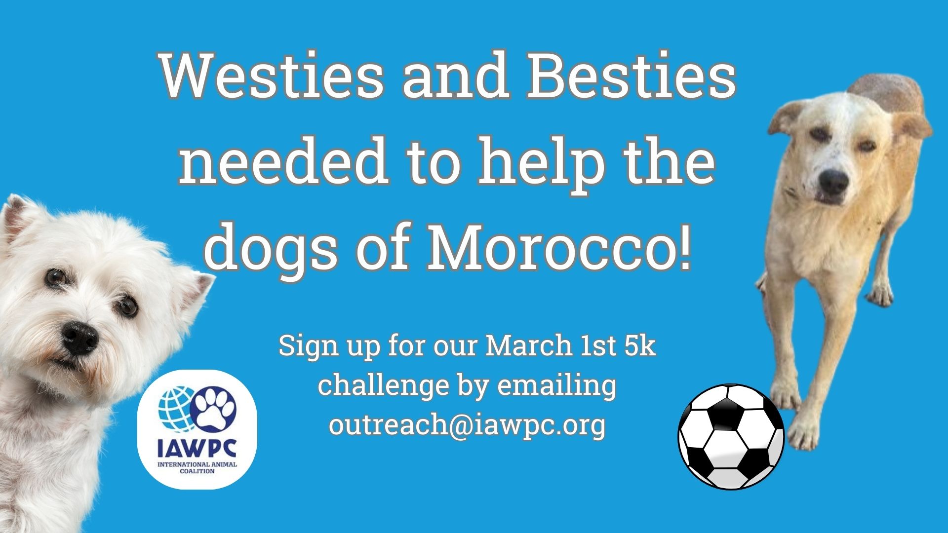 Westies and their besties needed to help the dogs of Morocco