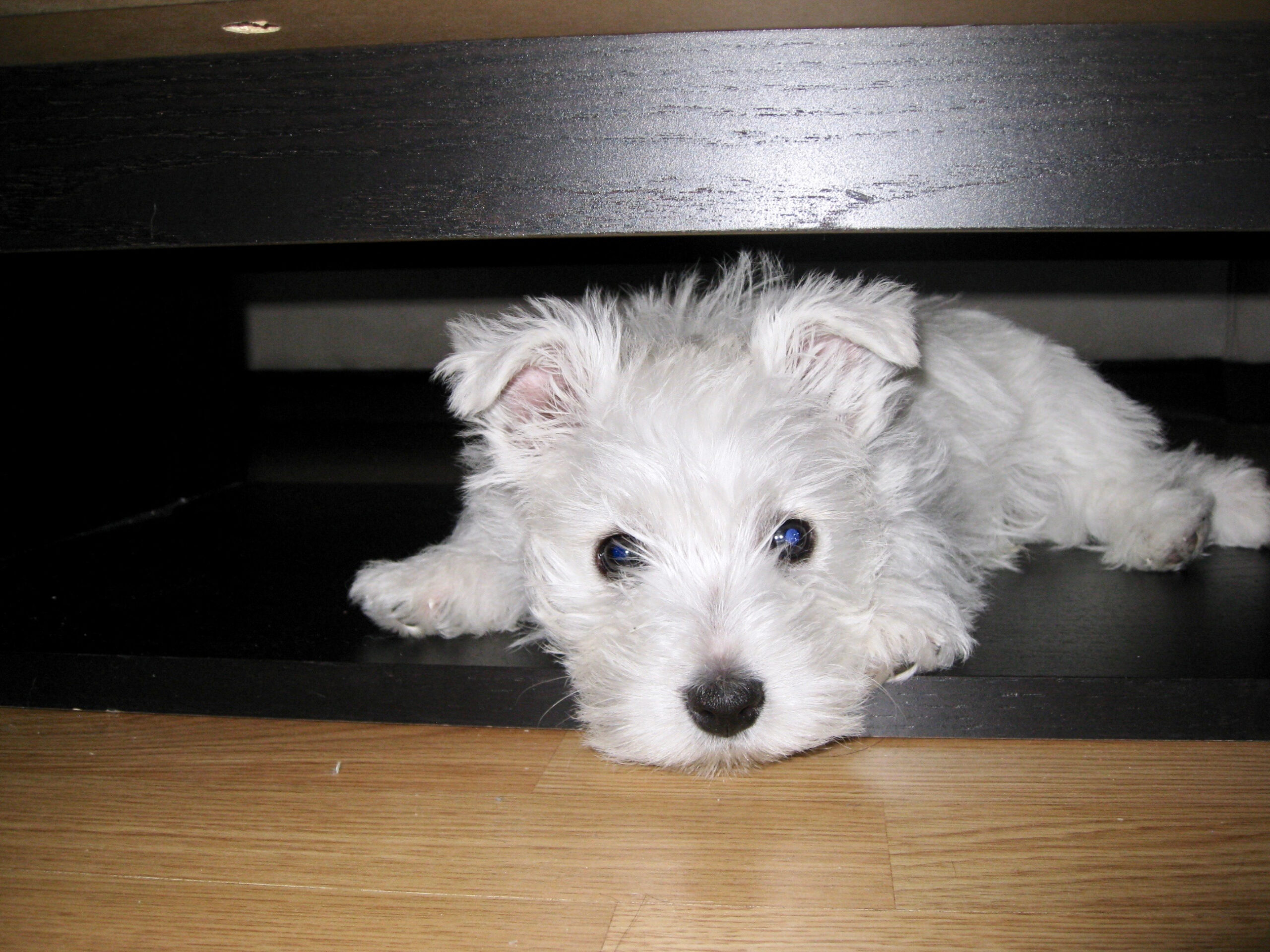 Loud noises from the weather can frighten your Westie