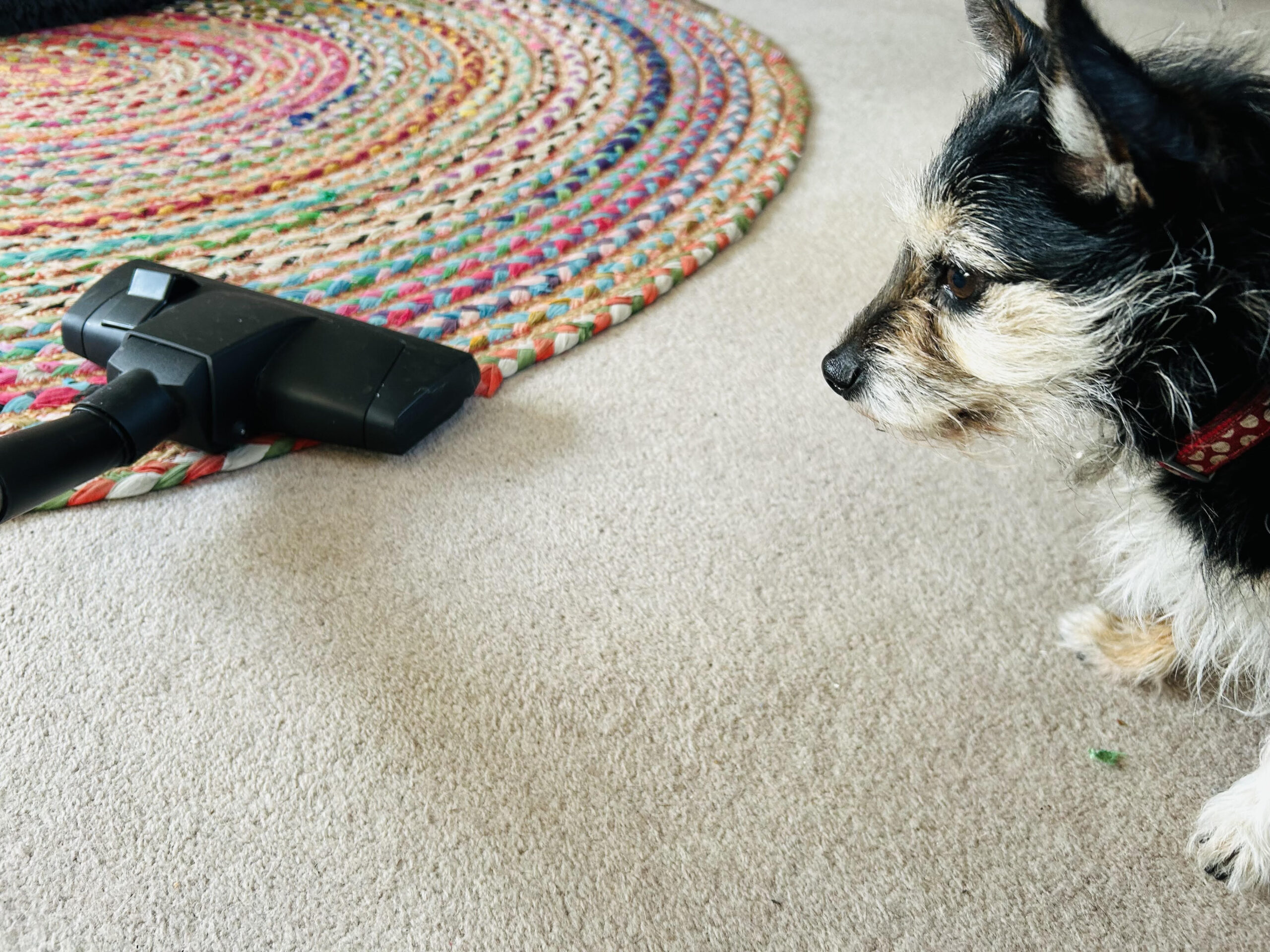 Dog expert Jay Gurden explains why your dog may be afraid of the vacuum cleaner