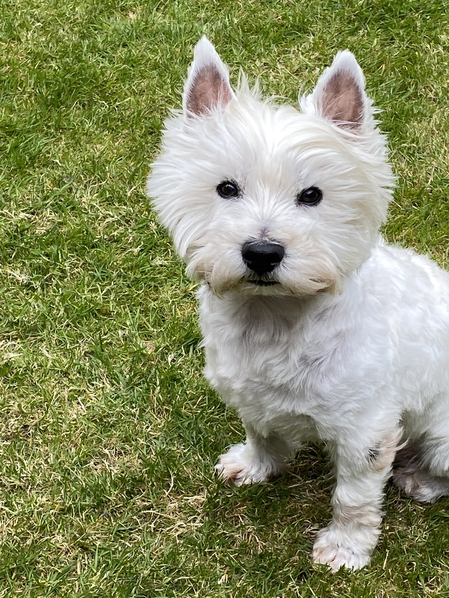 Don't forget to put sunscreen on your Westie in the hot weather