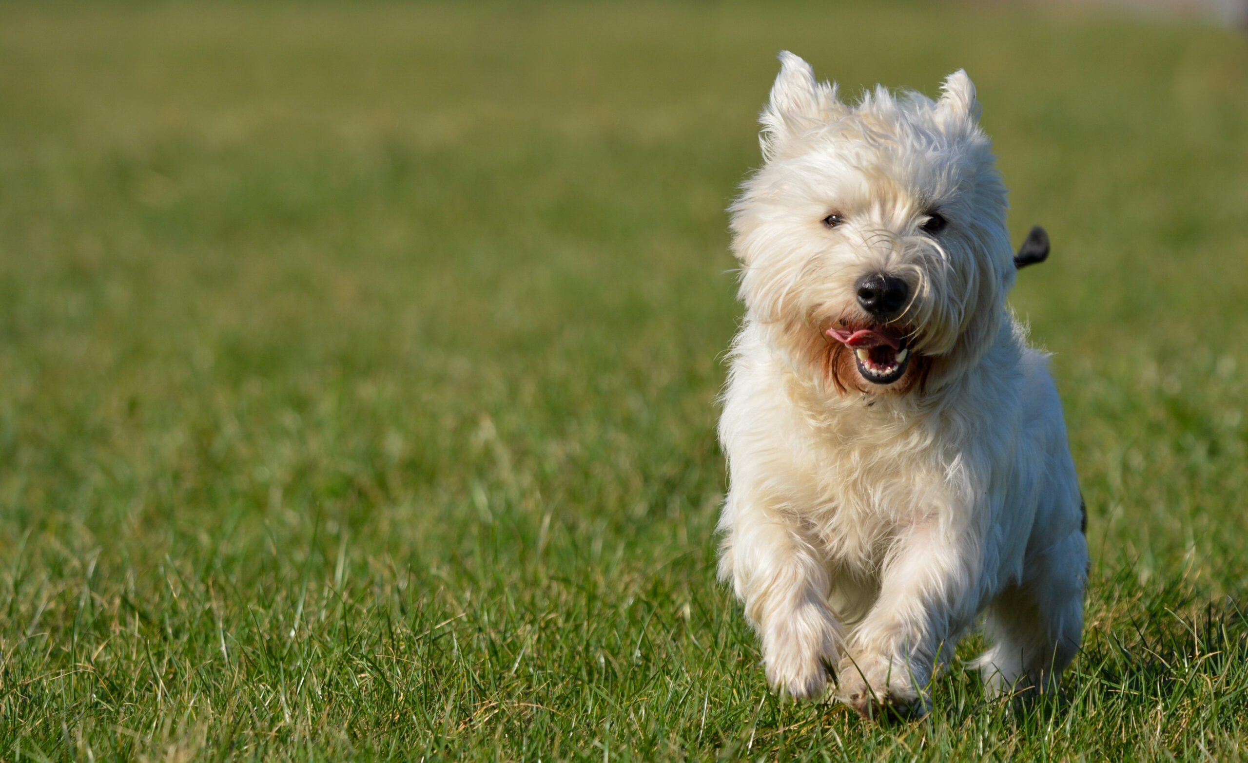 Kennel Club Welcomes Return of Pet Passports