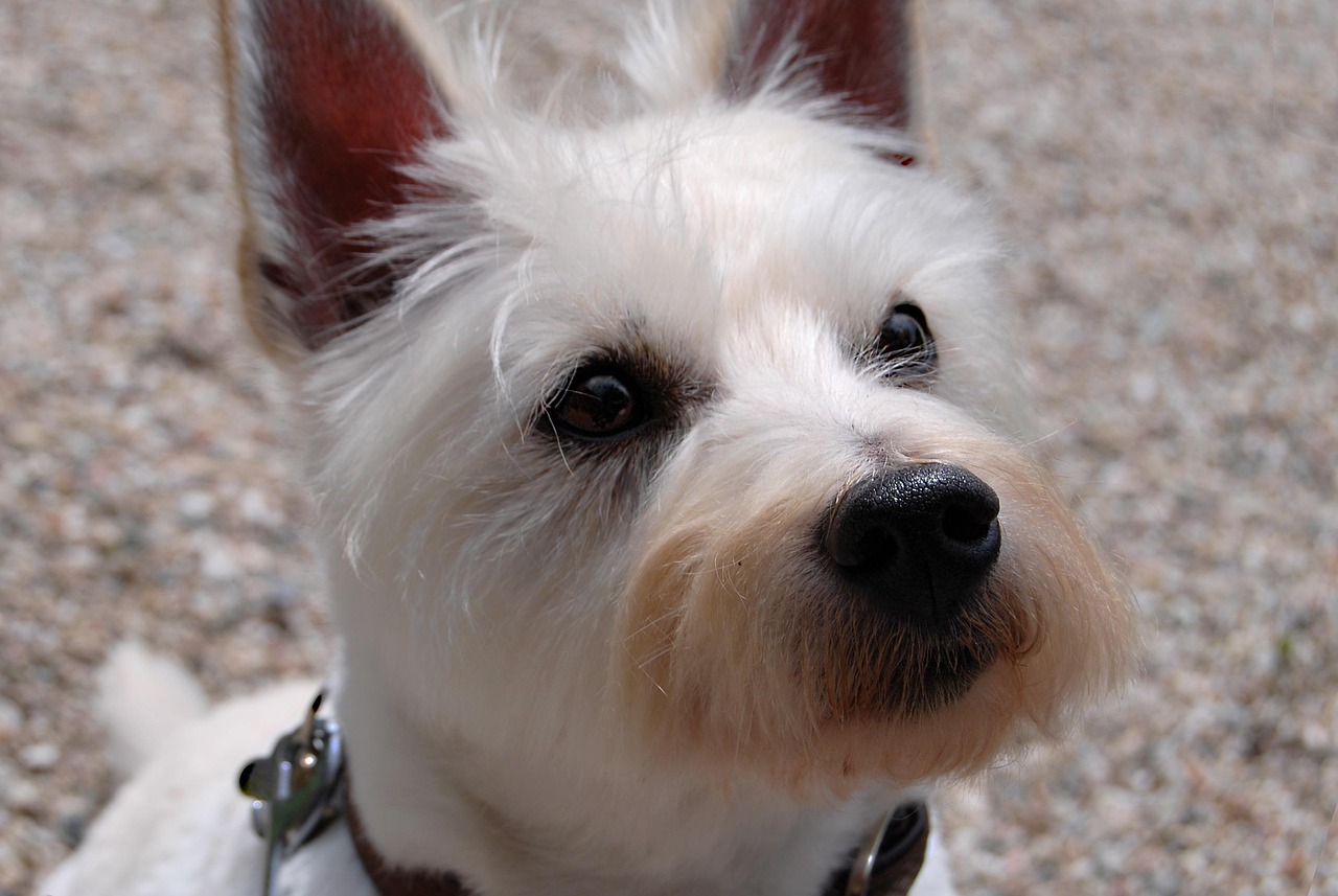 Pet Industry Leaders Launch Comprehensive Pet Grooming Guidelines to Safeguard Animal Welfare and Raise Professional Standards