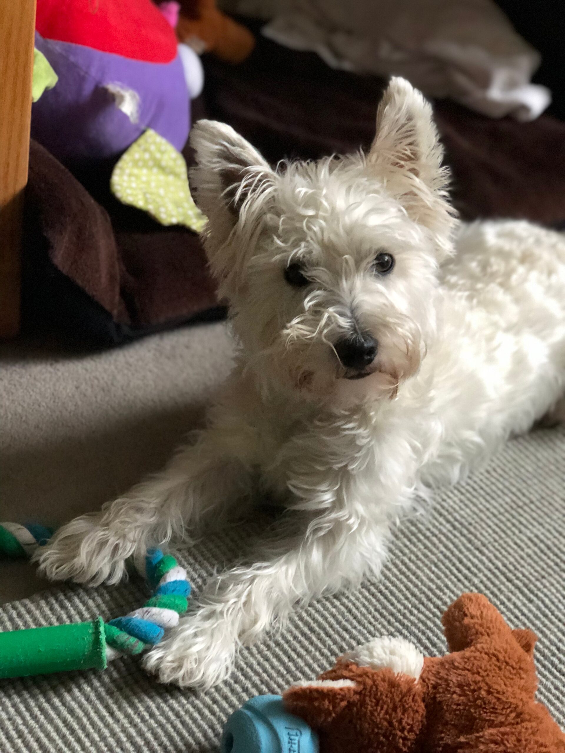 New Research Explores Why Our Dogs Reflect Who We Are